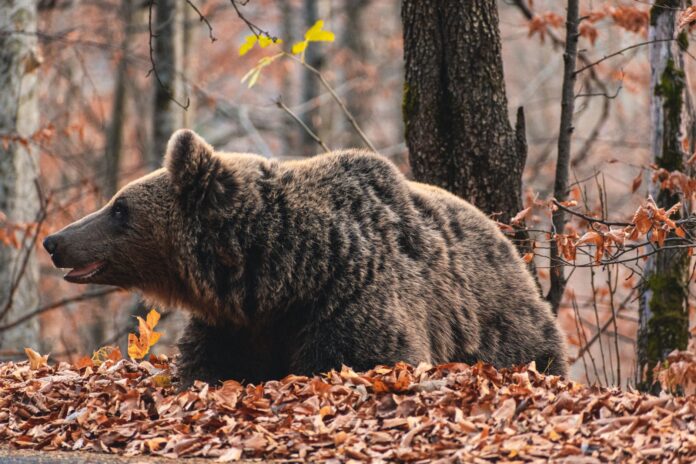 13 urși au fost eliminați în județul Buzău de la începutul anului, potrivit Prefecturii