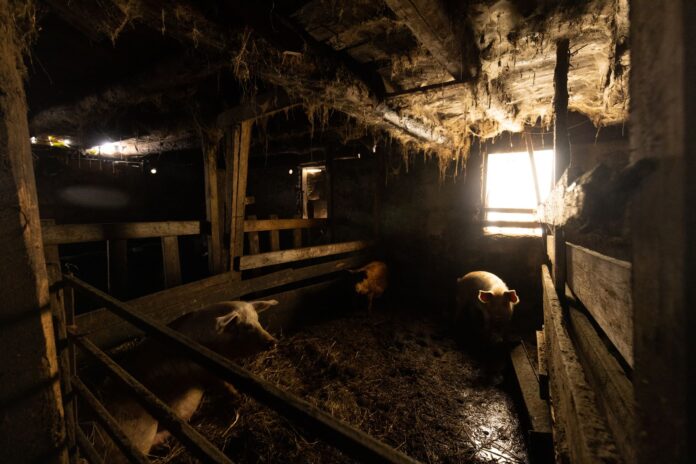 Pestă porcină africană la o fermă din Stîlpu. Peste 5.700 de porci ar putea fi sacrificați
