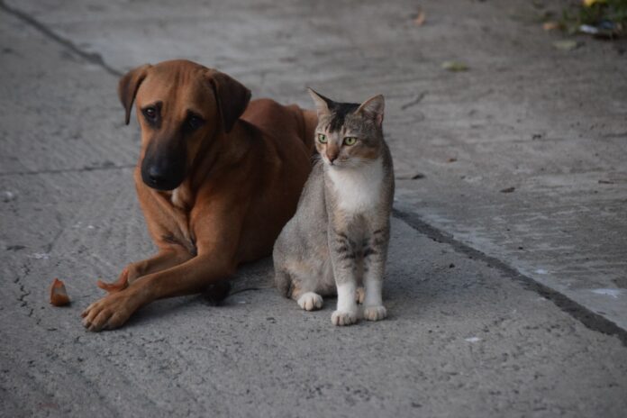 Campanie gratuită de sterilizare a animalelor de companie, în comuna Cătina