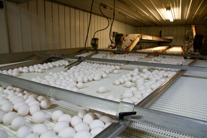 AAylex ONE, compania din spatele brandului Cocorico, ar urma să fie preluată de Grupul Carmistin