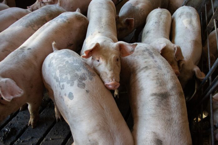 Focar de pestă porcină africană la o fermă din Stâlpu. Aproape 6.000 de porci vor fi sacrificați