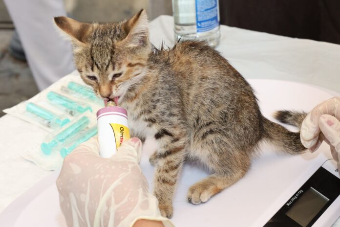 Campanie gratuită de sterilizare și microcipare a animalelor, în Mărăcineni