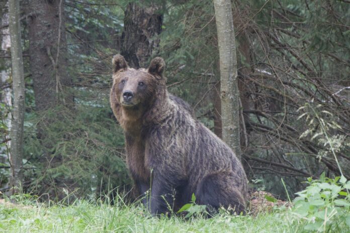 Un urs a intrat într-o gospodărie din Murgești și a omorât un porc. Jandarmii au fost trimiși la fața locului