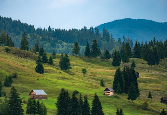 Lupi intrați într-o gospodărie din Ploștina ar fi ucis un câine. Localnicii se tem să mai iasă noaptea