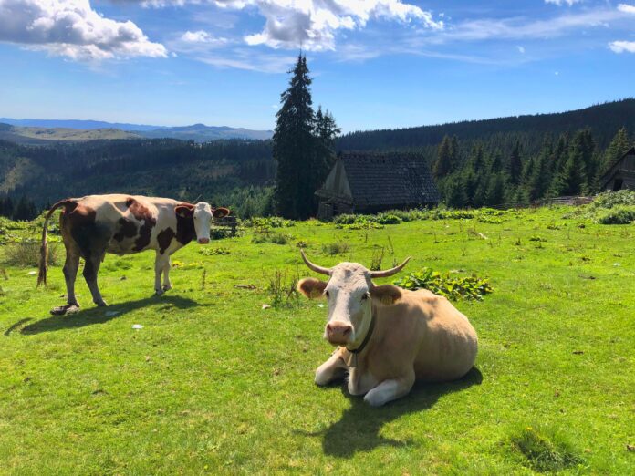 ANSVSA anunță semnarea a șase certificate pentru exporturile de produse de origine animală către Libia